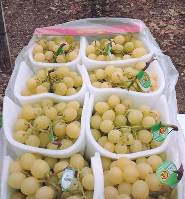 Uva Autumn Crisp - Puglia - 5 euro al chilogrammo